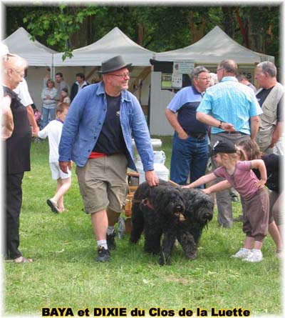 bouvier des flandres et attelage canin - Elevage du Clos de la Luette  -  Copyright depose